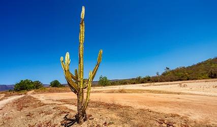 caatinga