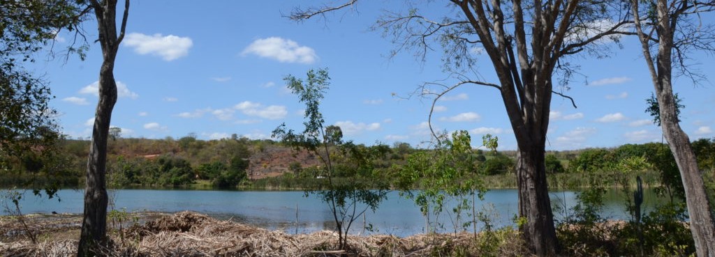 Bahia registra queda de 54% no desmatamento em 2024, aponta relatório do MapBiomas