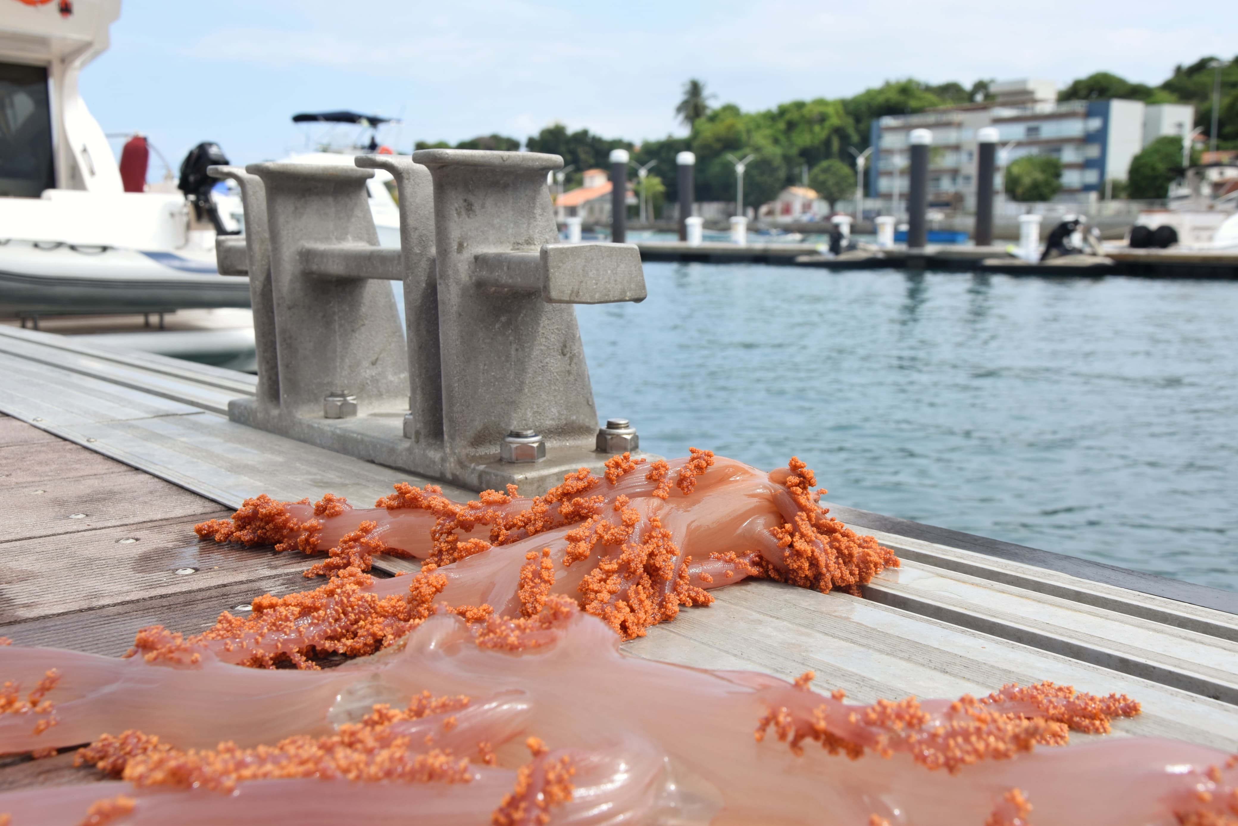 Remoção de coral invasor