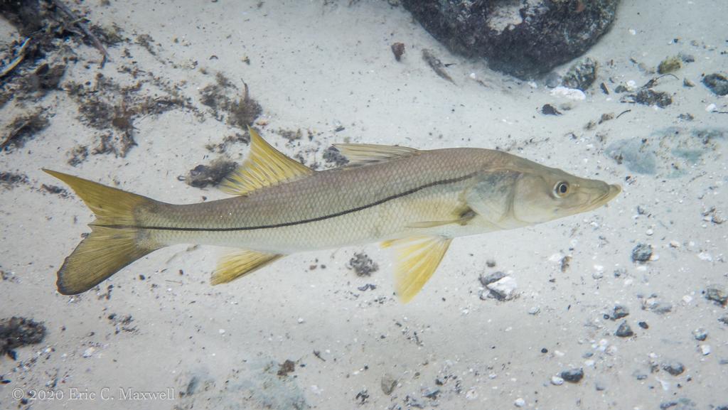 Defeso do robalo começa hoje na Bahia e segue até 31 de Julho