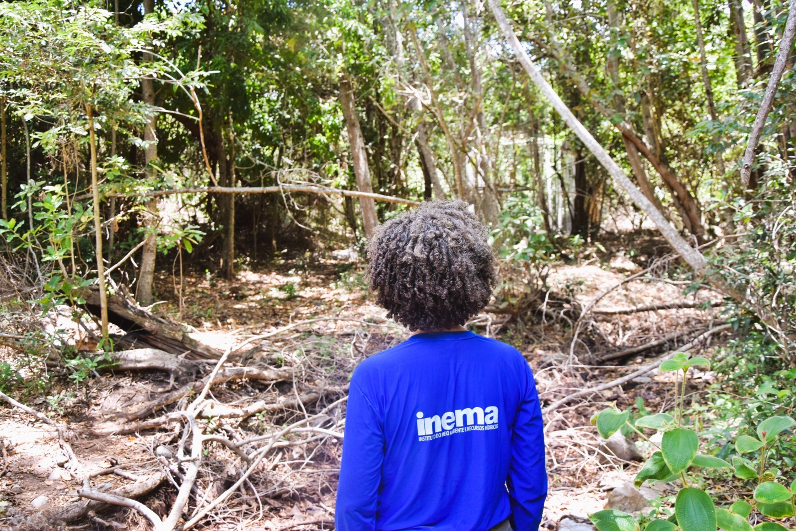 Sema abre inscrições para curso sobre Autorização de Supressão de Vegetação
