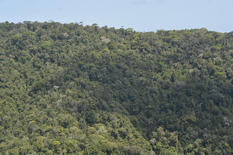 Bahia reforça compromisso com a preservação no Dia de Proteção às Florestas