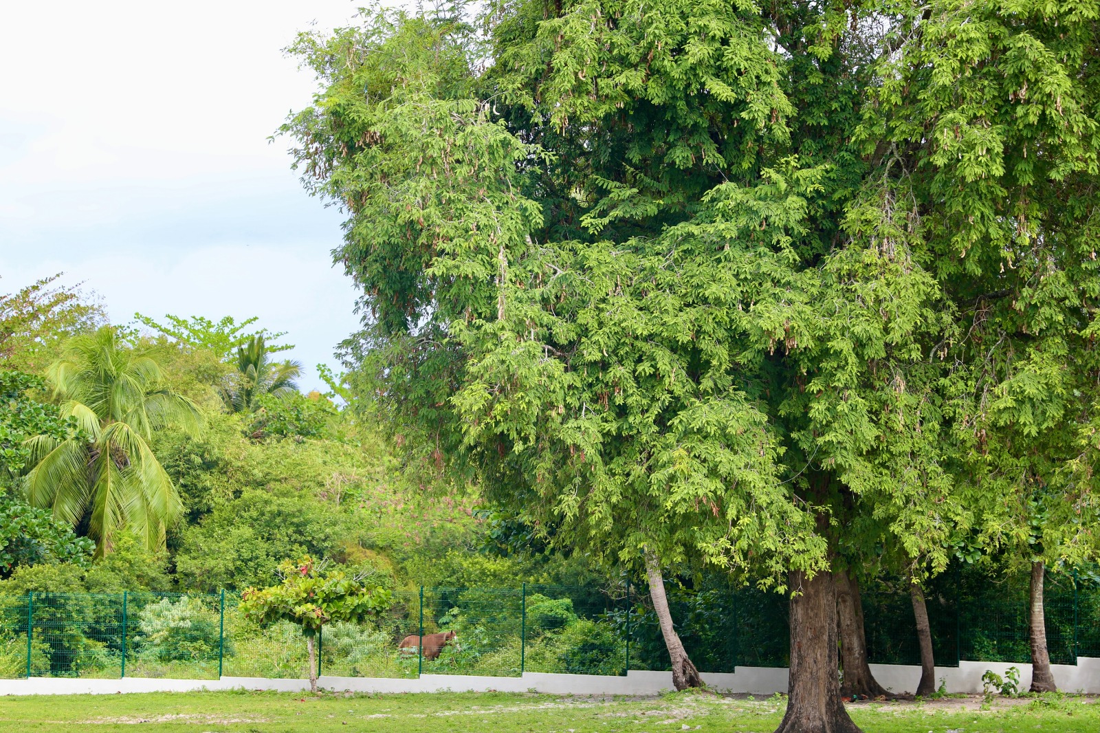 Dia da Árvore reforça a importância da preservação ambiental