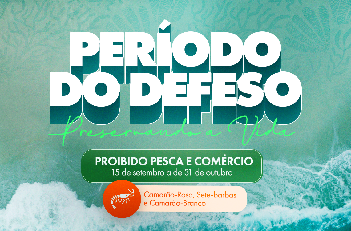 Defeso do Camarão: Pausa na pesca garante reprodução e preservação da espécie