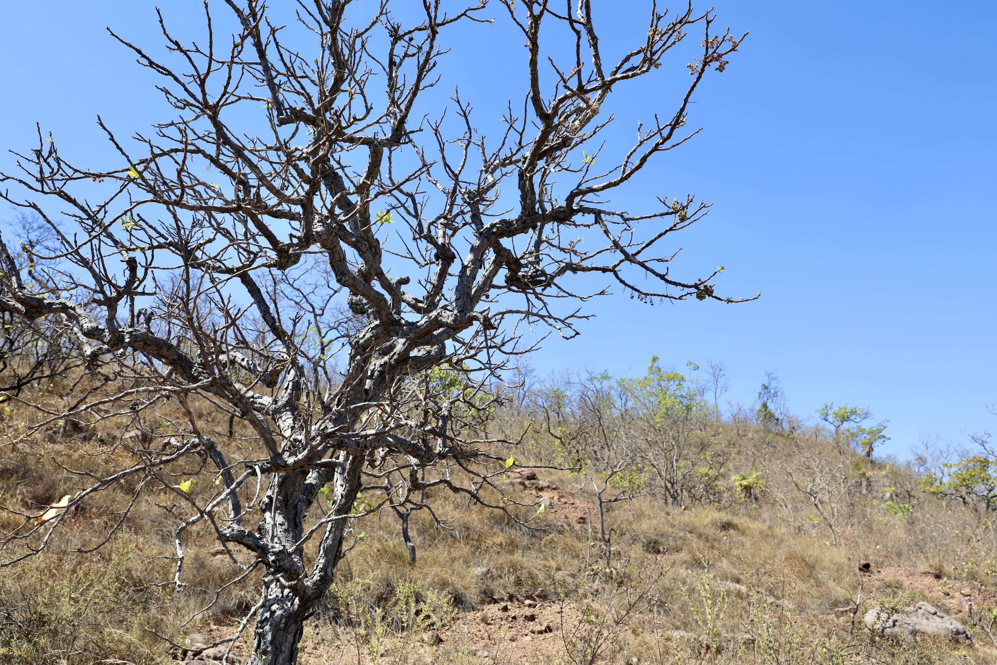 Cerrado Bahia - Desertificação