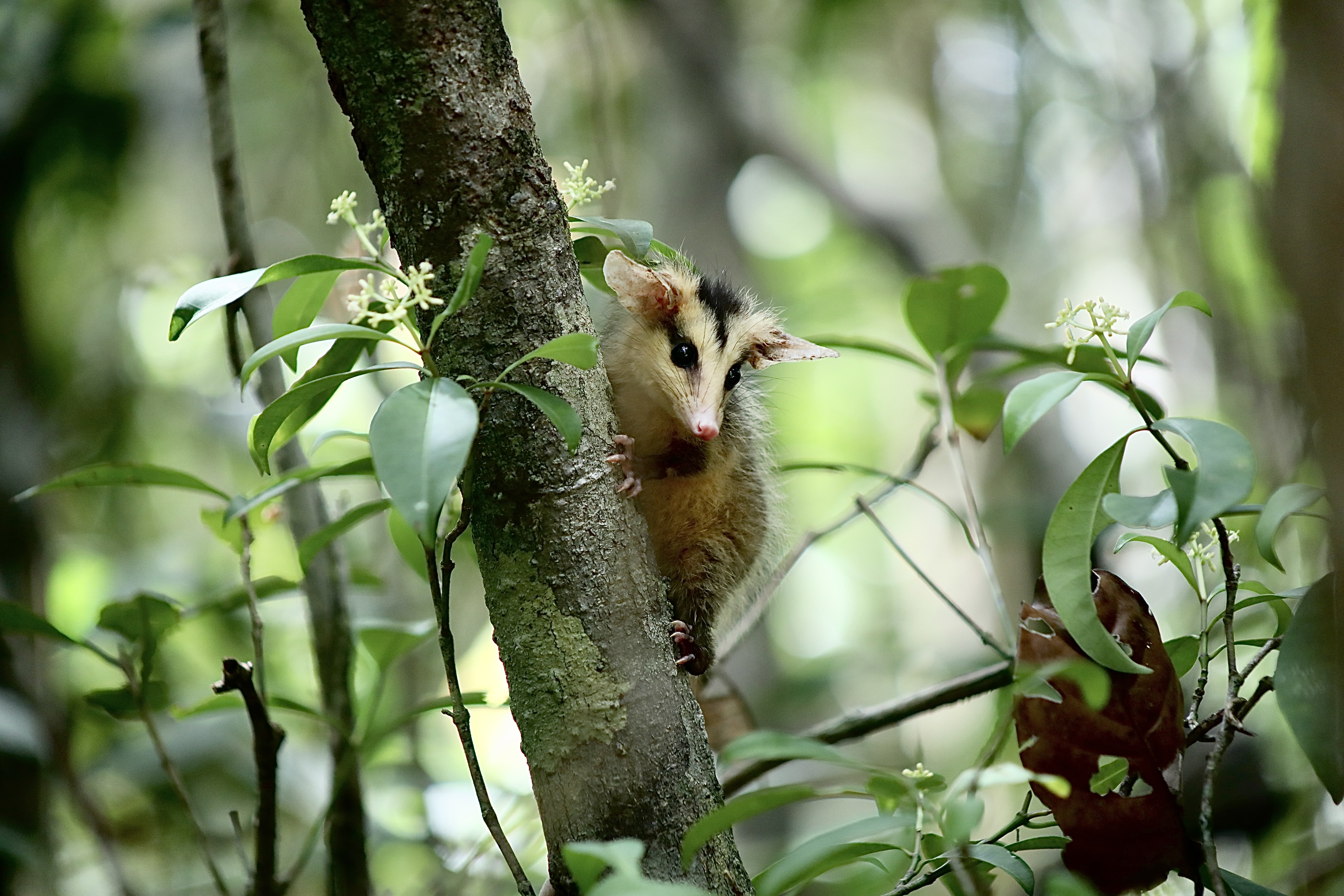 Soltura de animais - por Matheus Lemos - Sema-Inema.jpg