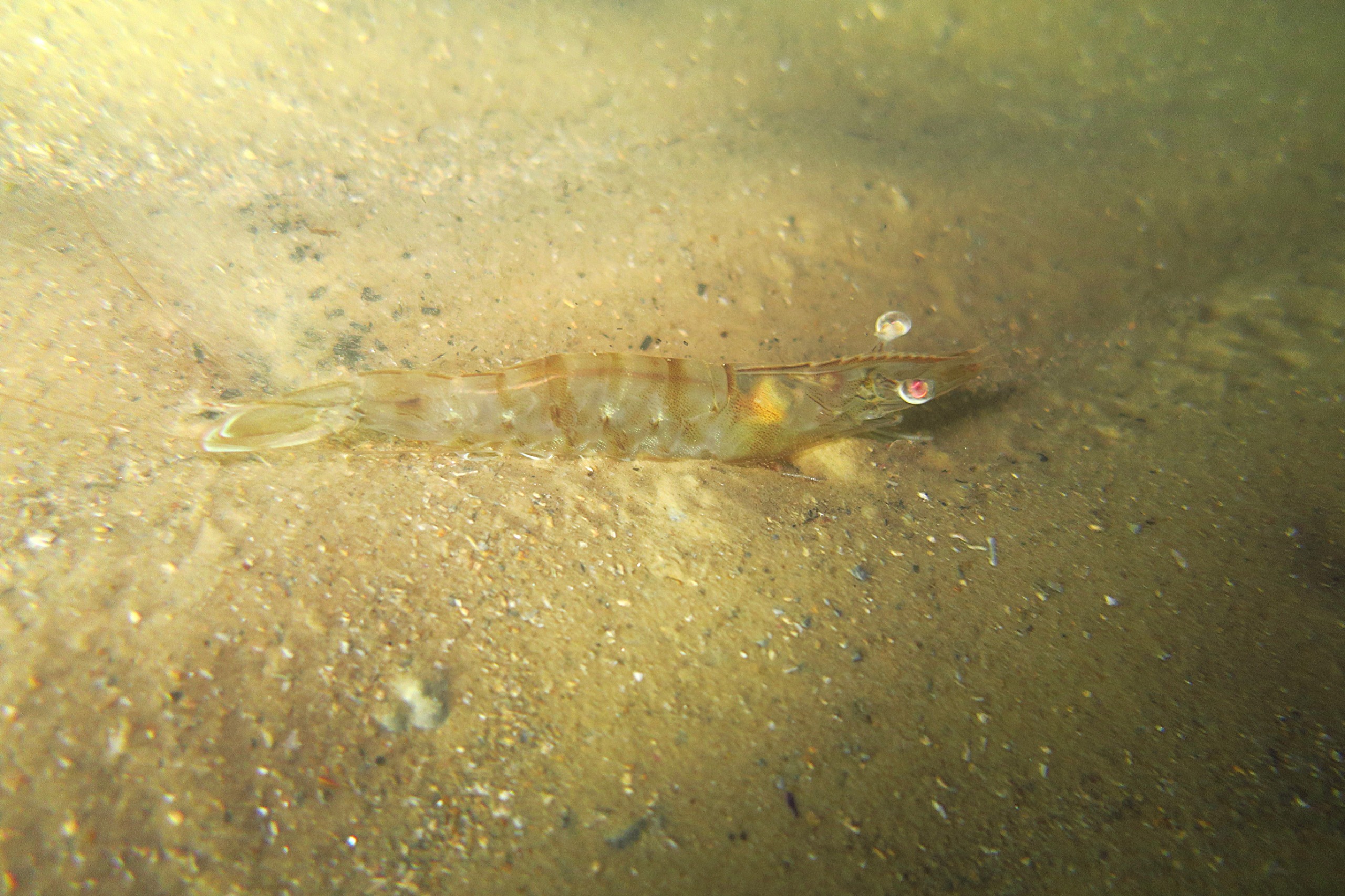 camarão - período do defeso