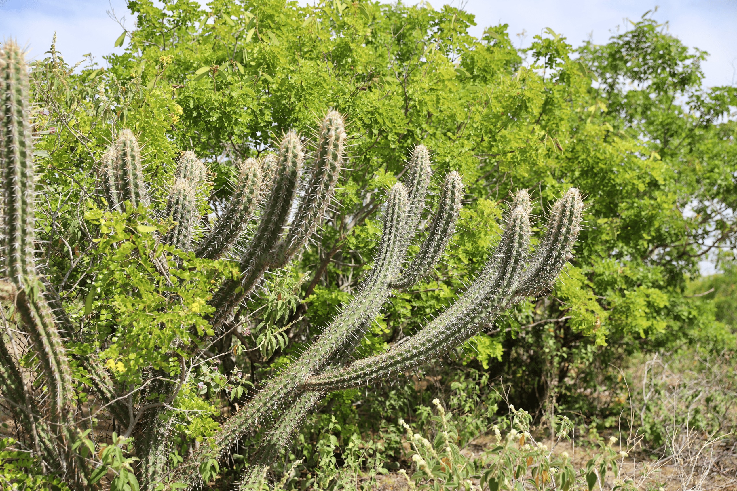 Caatinga além da seca: políticas públicas transformam o semiárido em território de adaptação climática