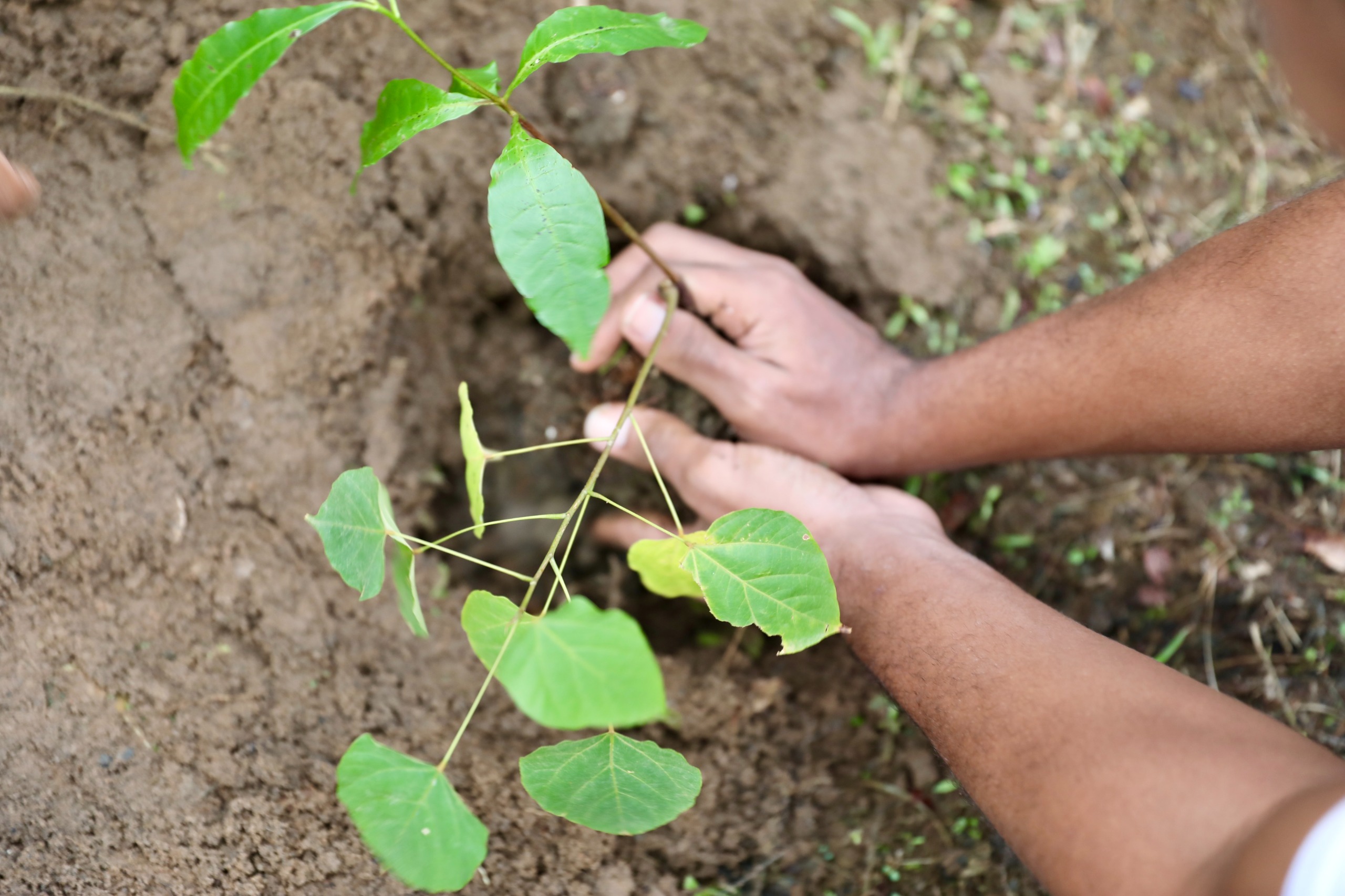 Novo decreto reestrutura Política Estadual de PSA e fortalece incentivos à conservação ambiental