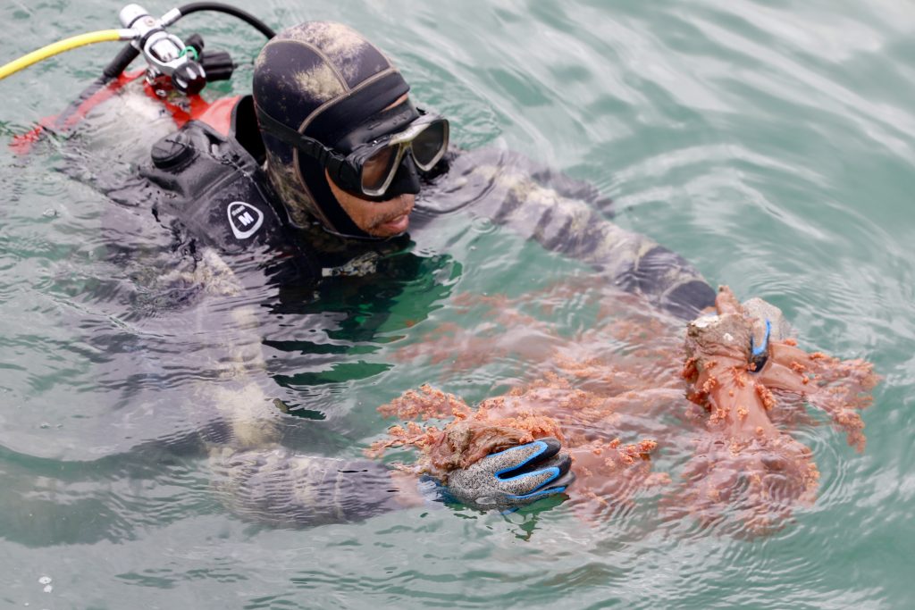 Sema e Projeto Maré Viva promovem remoção de coral invasor na Marina de Itaparica