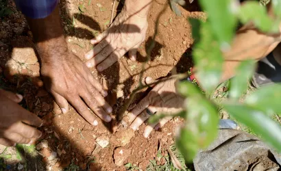 Plantio Sema e Inema