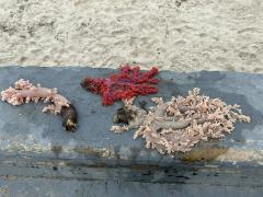 WhatsApp Image 2025-02-04 at 16.38.32.jpeg