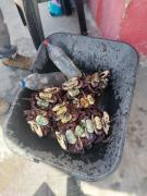 carangueijo-uça 2.jpg