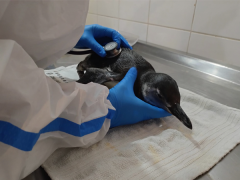 Pinguim em tratamento