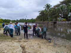 Limpeza de Medusas - Itaparica 2.jpeg