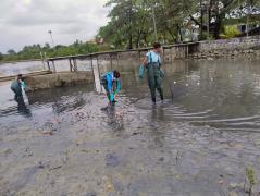 Limpeza de Medusas - Itaparica 4.jpeg