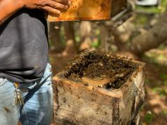 Abelhas uruçu-nordestina - Roberto Araújo.jpeg