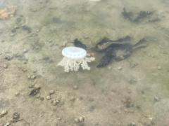 Cassiopea andromeda - medusa invertida (2).jpeg