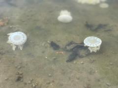 Cassiopea andromeda - medusa invertida (3).jpeg