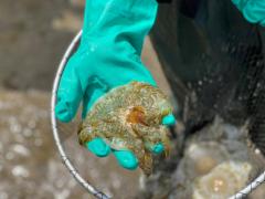 Cassiopea andromeda - medusa invertida na mão de uma voluntária com EPI.jpeg