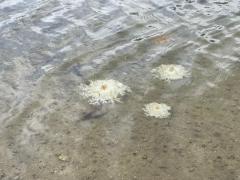 Cassiopea andromeda - medusa invertida.jpeg