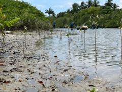 Itaparica - praia do brasileiro impactada pela medusa.jpeg