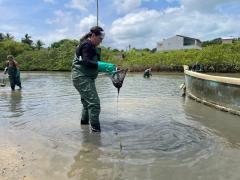 Itaparica - superintendente da Sema fazendo a remoção de medusa.jpeg