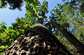 Créditos Fazenda Limoeiro - Raimundo Macêdo (2).jpeg