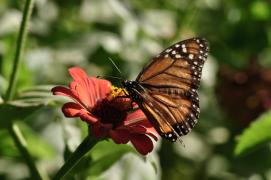Créditos Fazenda Limoeiro - Raimundo Macêdo.jpeg