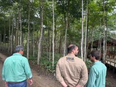 Sema visita viveiros no Extremo Sul para fortalecer política de recomposição florestal