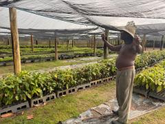 Sema visita viveiros no Extremo Sul para fortalecer política de recomposição florestal