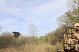 FPI Soltura e Apreensão de aves em Guanambi (8).jpg