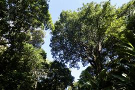 Mata Atlântica (12).jpg