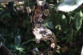 SOLTURAS DE ANIMAIS  EM MASARANDUPIO (141).JPG