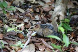 Soltura de animais (34).jpg