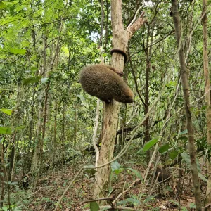 soltura de animal silvestre 