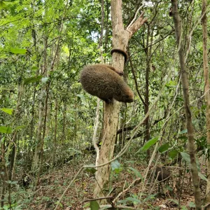 soltura de animal silvestre 