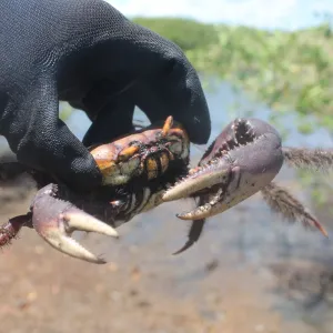 Inema orienta população sobre o terceiro período de defeso do caranguejo-uçá