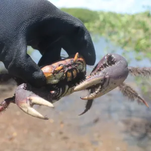 Inema orienta população sobre o terceiro período de defeso do caranguejo-uçá
