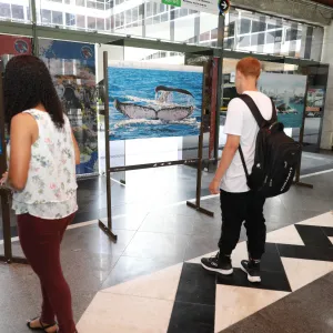 exposição baleia jubarte