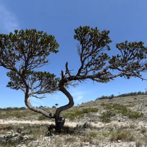 Caatinga (banco de imagens do Canva)