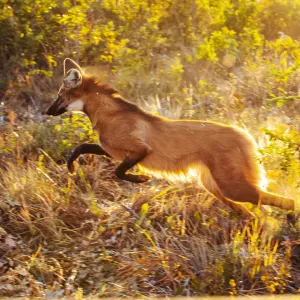 Lobo-guará
