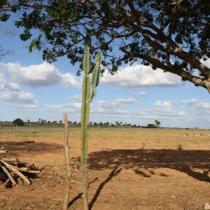 Ações para o enfrentamento da desertificação serão apresentadas pelo Governo do Estado em Paulo Afonso