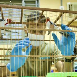 Em seu primeiro dia, FPI já resgatou 82 aves silvestres na região de Ibotirama
