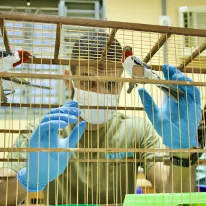 Em seu primeiro dia, FPI já resgatou 82 aves silvestres na região de Ibotirama