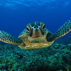 tartarugas marinhas