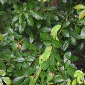 Inema promove soltura de animais silvestres após reabilitação no CETAS