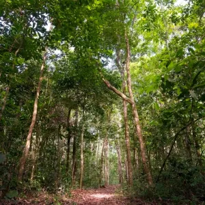 Ações da Sema e do Inema reafirmam compromisso do Governo com a preservação florestal