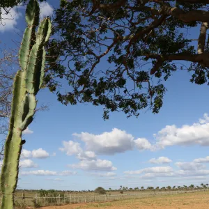 Sema participará de discussões sobre mudanças climáticas em territórios semiáridos em Congresso Internacional
