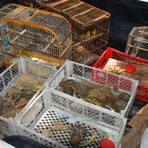 Inema realiza o resgate de 29 animais silvestres em condições de maus-tratos em Eunápolis